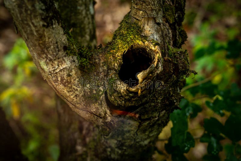 Close-up de uma árvore oca na floresta fotos de stock