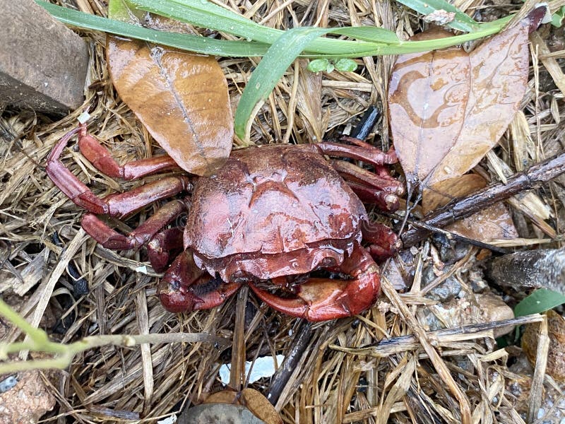 Dead crab on the ground stock image. Image of ecology 253698051