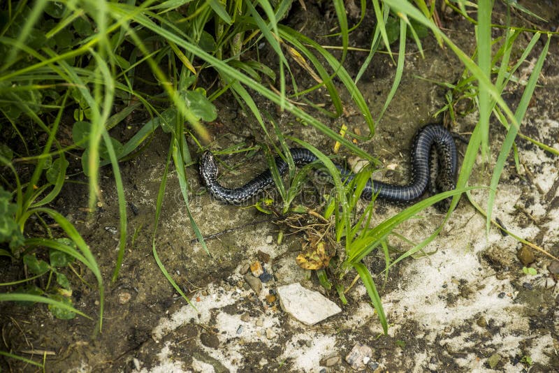 Dead snake hi-res stock photography and images - Page 2 - Alamy