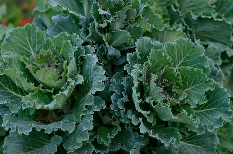 Close Up of Decorative Cabbage, Ornamental Cabbage Plants. Stock Photo