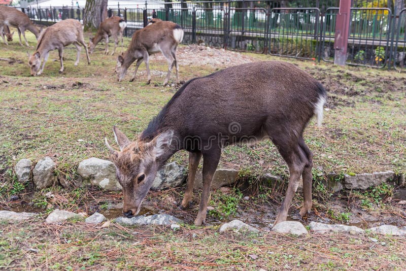 Close up of deer on at Nara park, Japan royalty free stock images Close up of deer on at Nara park, Japan royalty free stock images