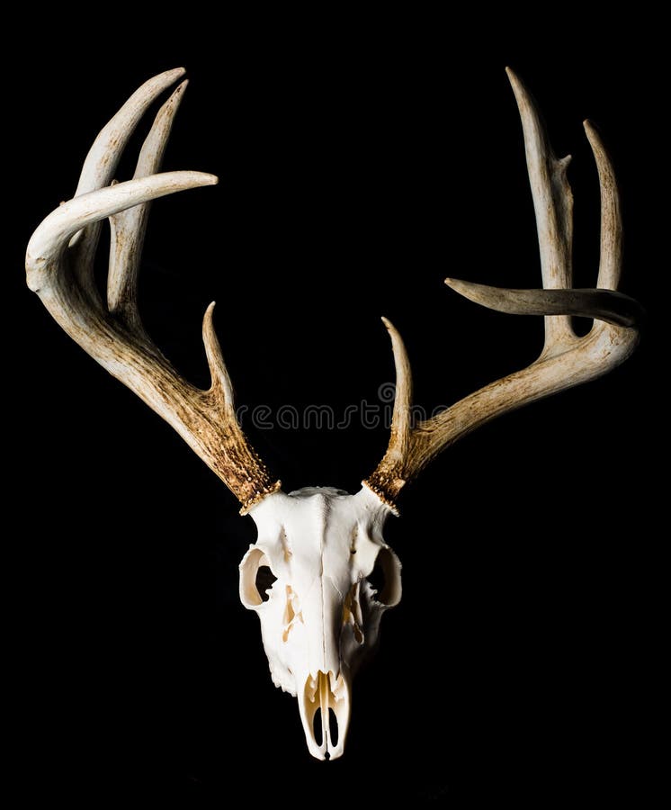 Close Up of Deer Skull on Black Background Front View Stock Photo