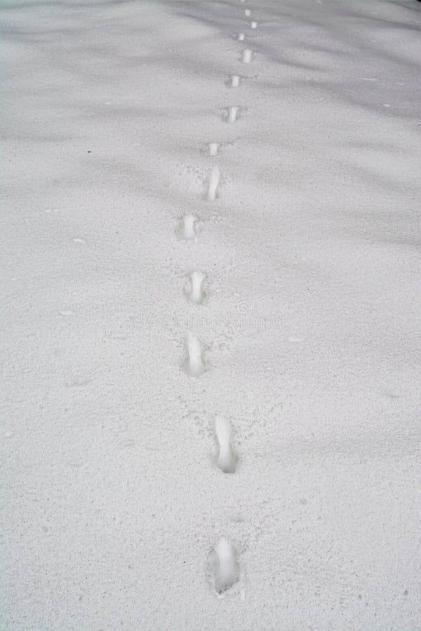 445 Deer Tracks Snow Stock Photos Free & RoyaltyFree Stock Photos