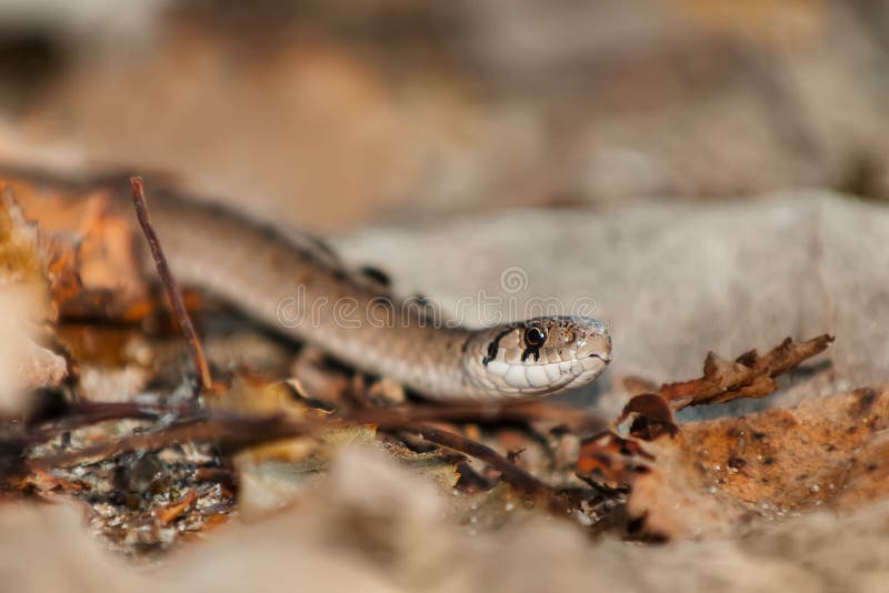 Dekay&x27;s Brownsnake - Storeria dekayi