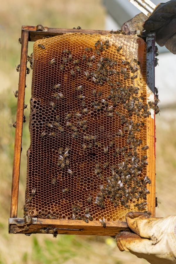 Close-up of a delicious honeycomb with bees held by a beekeeper royalty free stock images