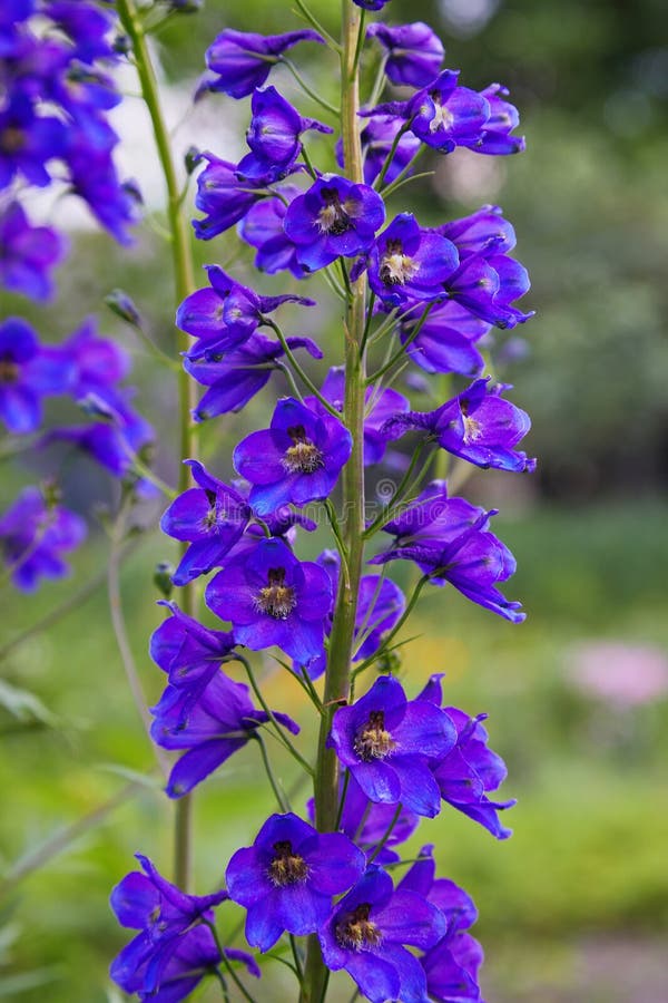 Close Up of a Delphinium Elatum Flower in Bloom. Stock Image - Image of ...