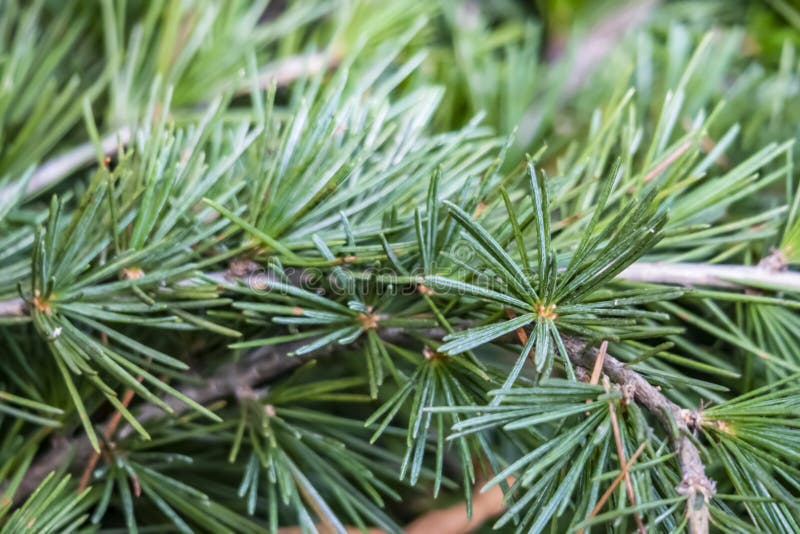 Cedar Leaves stock image. Image of leaves, nature, white 25494959