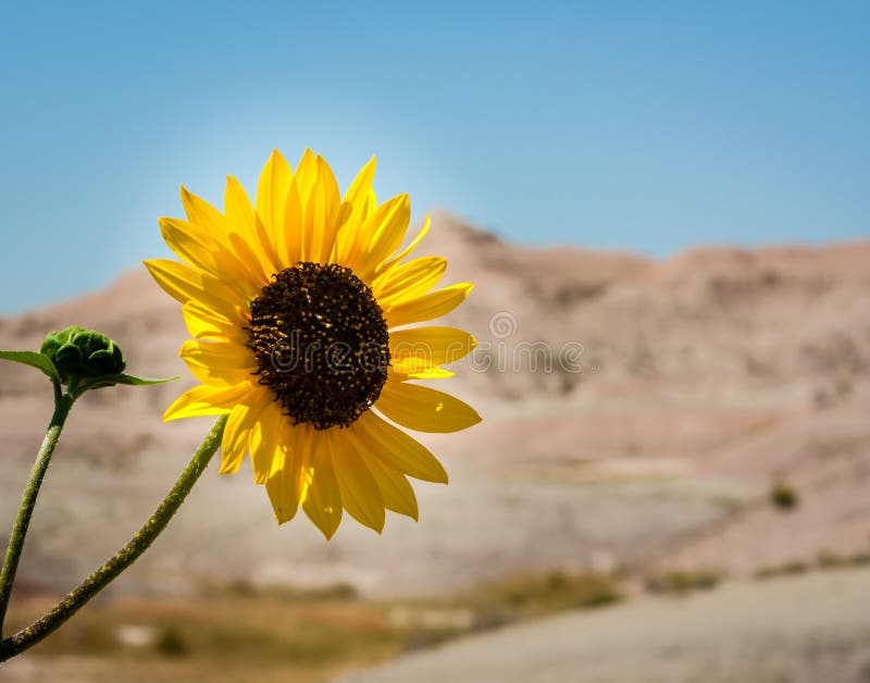 Close Up of a Desert Sunflower Blossom Stock Image Image of beautiful