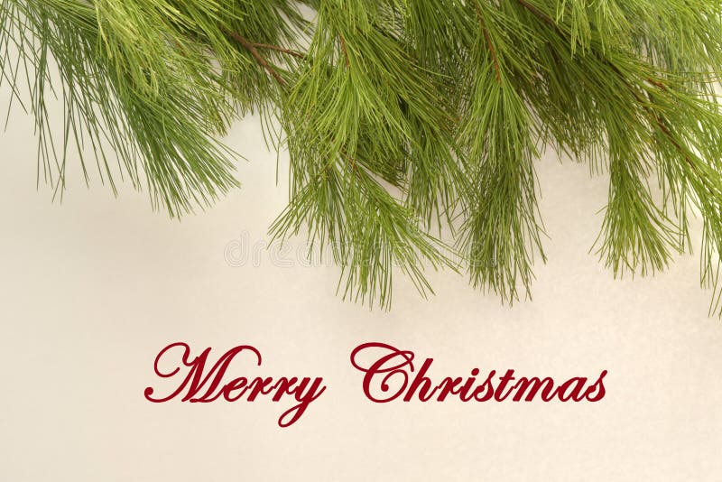 Close up detail of Christmas pine on whjite background with Merry Christmas in red script