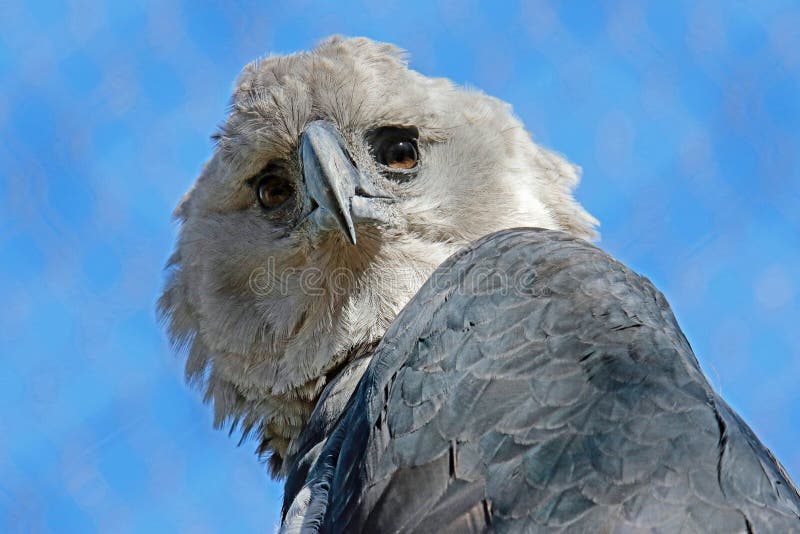 Harpy Eagle stock image. Image of flight, buckskinman - 96271441