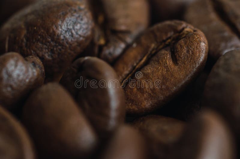 Closeup and Detail of Mexican Coffee Beans, Its Rounded Shape and