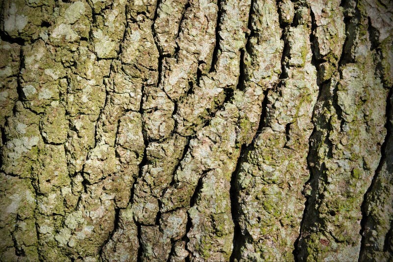 Close up detail of oak tree bark. royalty free stock photo