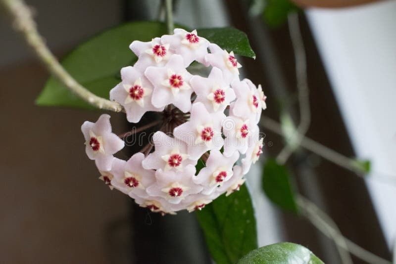 Close-up detail photo of flower wax plant or Hoya Carnosa. Hatural home plant. Hatural home plant. Close-up detail photo of flower wax plant or Hoya Carnosa royalty free stock photo