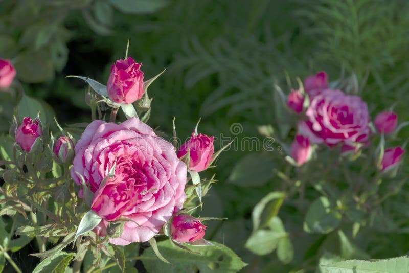 Closeup detail of pink rose bush with green leaves on background. Natural flower pattern with copy space for text small tiny roses family flora plant bloom blossom macro colorful outdoor blooming season petal spring landscape flowers beautiful summer nature field floral wild beauty vivid scenery sun growth sunlight close-up backgrounds woman female feminine mothers day holiday bright. Closeup detail of pink rose bush with green leaves on background. Natural flower pattern with copy space for text small tiny roses family flora plant bloom blossom macro colorful outdoor blooming season petal spring landscape flowers beautiful summer nature field floral wild beauty vivid scenery sun growth sunlight close-up backgrounds woman female feminine mothers day holiday bright