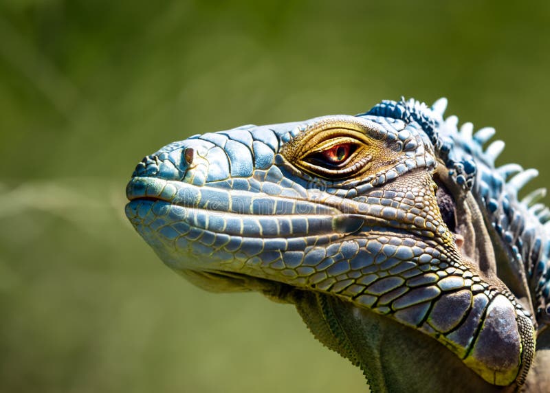 https://thumbs.dreamstime.com/b/close-up-detail-side-shot-head-face-skin-scales-reptile-iguana-lizzard-florida-green-background-space-289766169.jpg