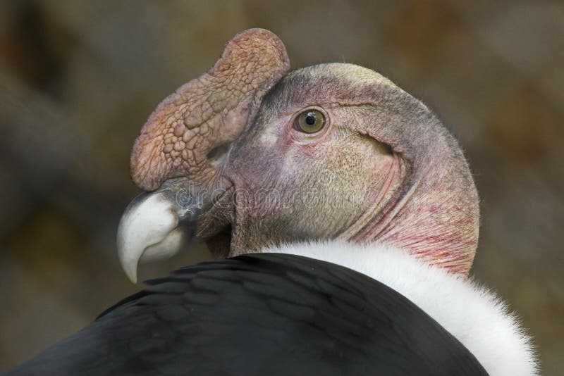 Andean Condor stock image. Image of carrion, feathers - 90442531