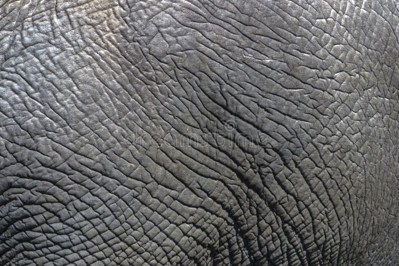 Close up Details of Wild Elephant Skin Background