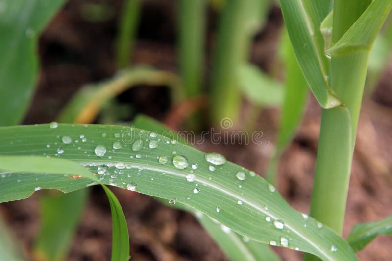 A close up of dew water droplet on a green corn leaf.