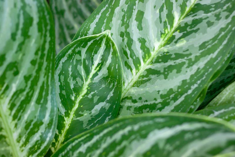 Dieffenbachia Leaf Dumb Cane, Green Leaves Containing White Spots and ...