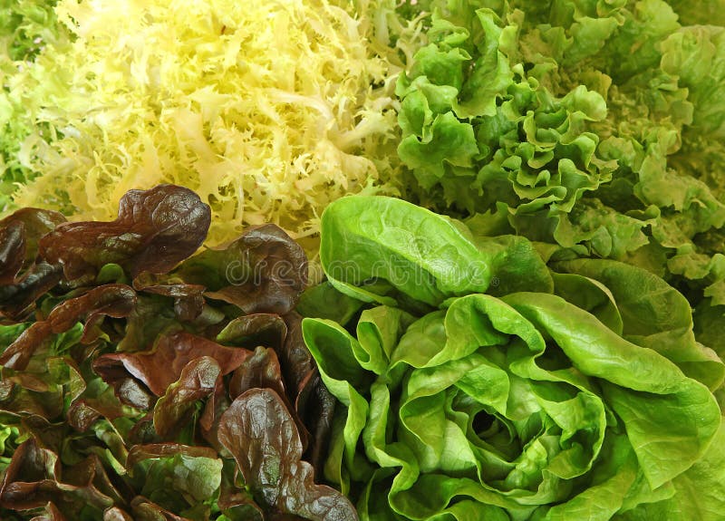 Different Varieties of Lettuce, Batavia, Red and Green Lettuce Stock