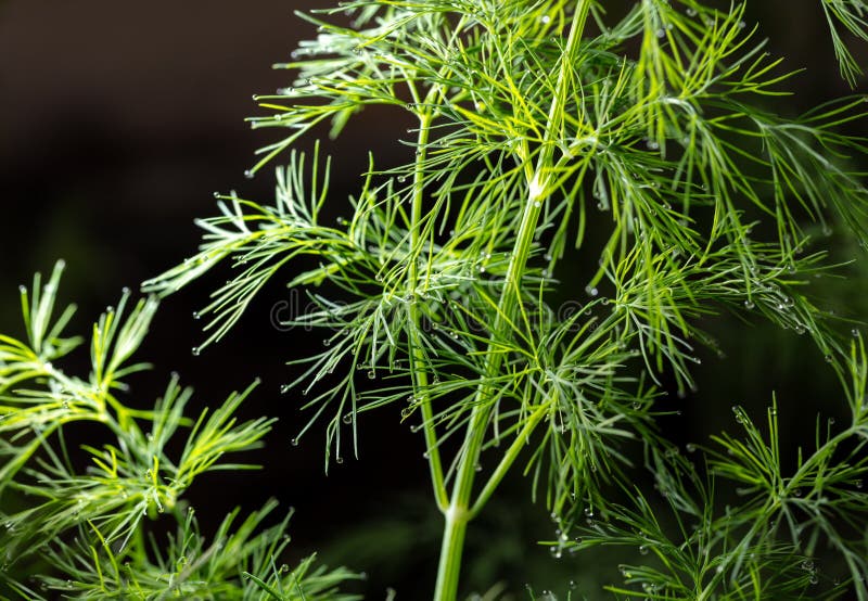 Close Up of Dill in a Vegetable Garden Stock Image Image of natural