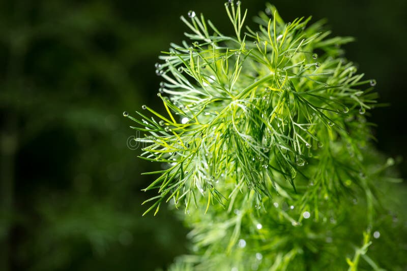 Close Up of Dill in a Vegetable Garden Stock Image Image of summer