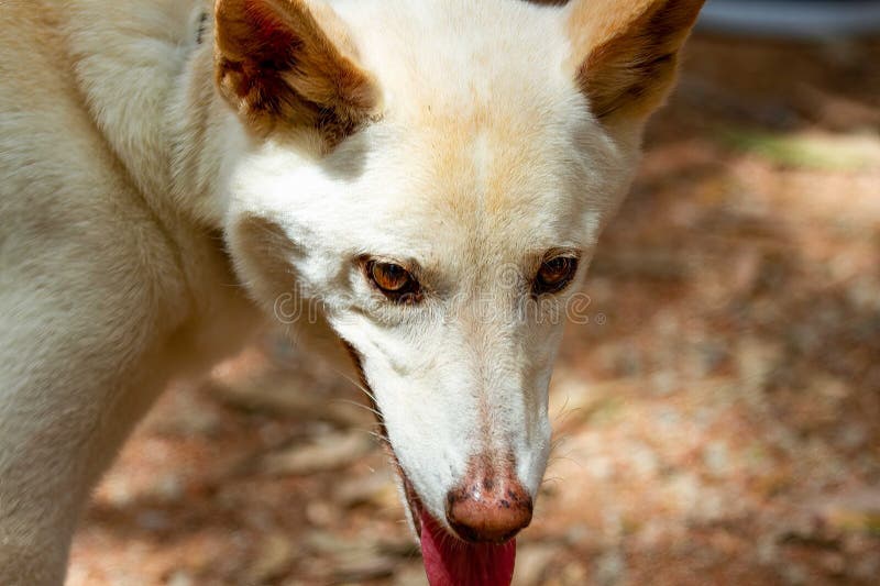 This Is A Close Up Of A Dingo Puppy Stock Photo - Download Image