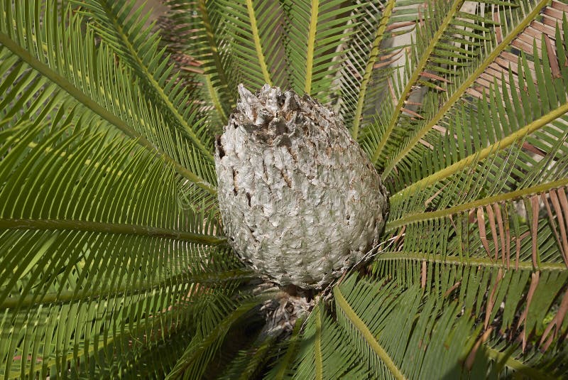 Close up of Dioon edule cycad