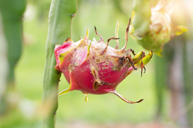 Close Up of Diseases in Dragon Fruit on Garden Stock Image Image of