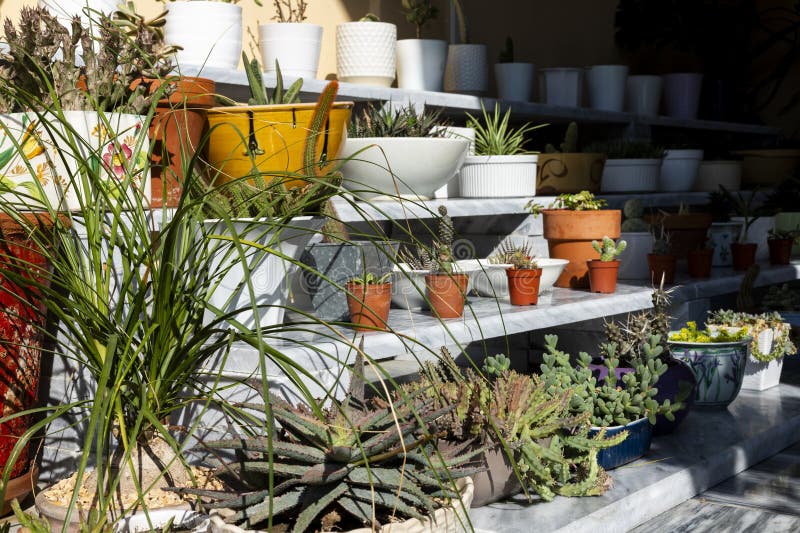 Close-Up of diverse succulents and cactus pots on a sunny day royalty free stock image
