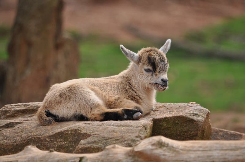 Close Up Do Bebe Do Bode Foto De Stock Imagem De Doce 40211884