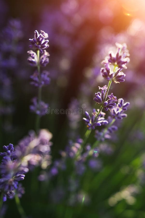 Close-up do campo de flor da alfazema no por do sol foto de stock royalty free Close-up do campo de flor da alfazema no por do sol foto de stock royalty free