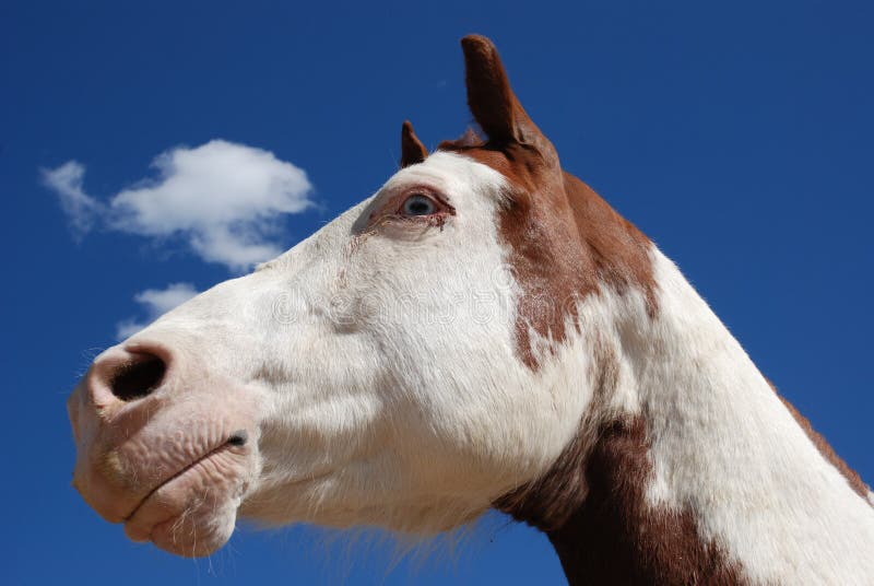 Cavalo Na Frente Do Céu Azul Imagem de Stock - Imagem de branco, dentes:  83381485