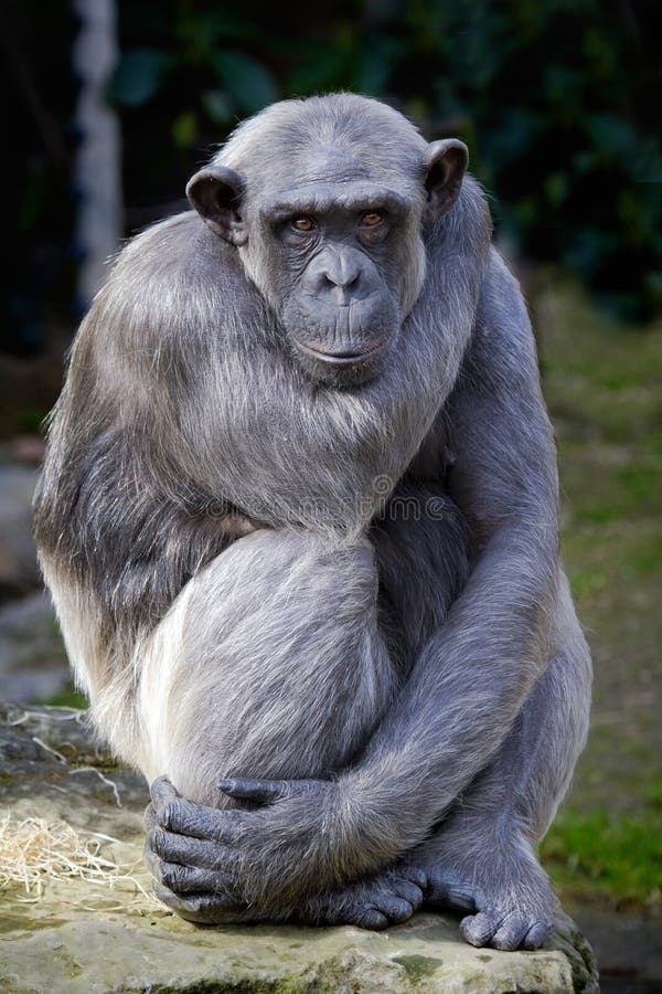 Chimpanzé Macaco Rosto Retrato Fundo Preto fotos, imagens de © Photocreo  #603432892