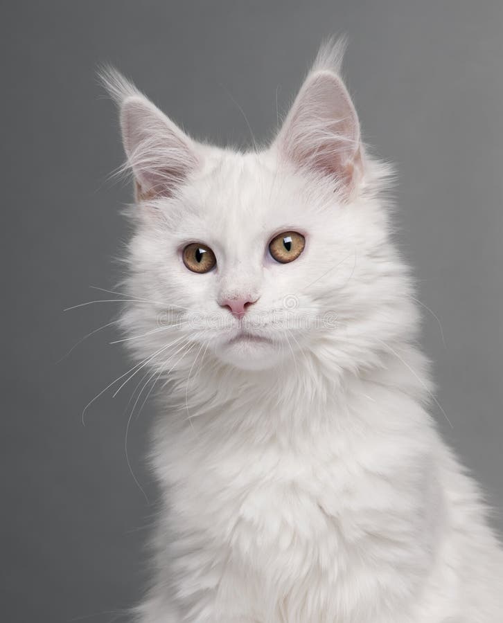 Jogos Macios Pequenos De Maine Coon Do Gatinho Foto de Stock - Imagem de  gato, cabelo: 85355236