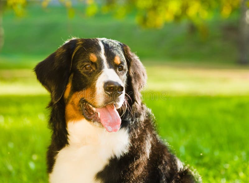 Close up do cão de montanha de Bernese fotos de stock royalty free Close up do cão de montanha de Bernese fotos de stock royalty free