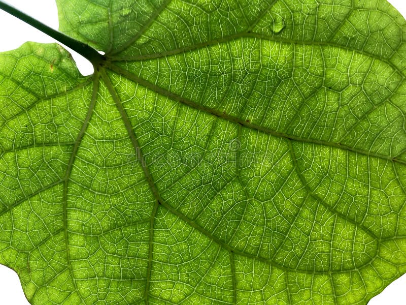 Close up do detalhe verde da folha de trás com o CCB isolado branco foto de stock Close up do detalhe verde da folha de trás com o CCB isolado branco foto de stock