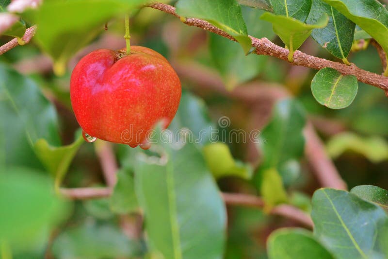 Close-up do fruto do Acerola foto de stock Close-up do fruto do Acerola foto de stock