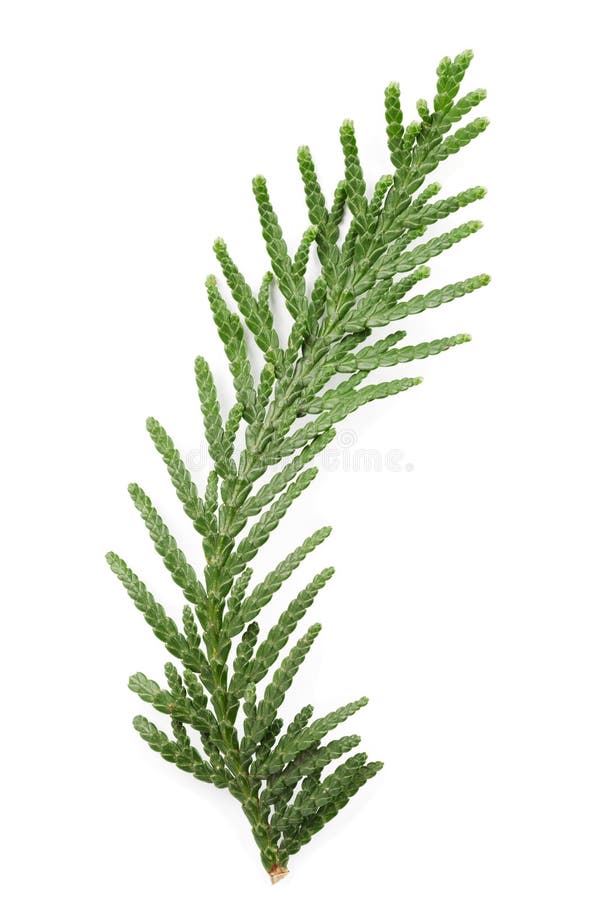 Close up do galho verde do thuja a família de cipreste no branco imagens de stock royalty free Close up do galho verde do thuja a família de cipreste no branco imagens de stock royalty free