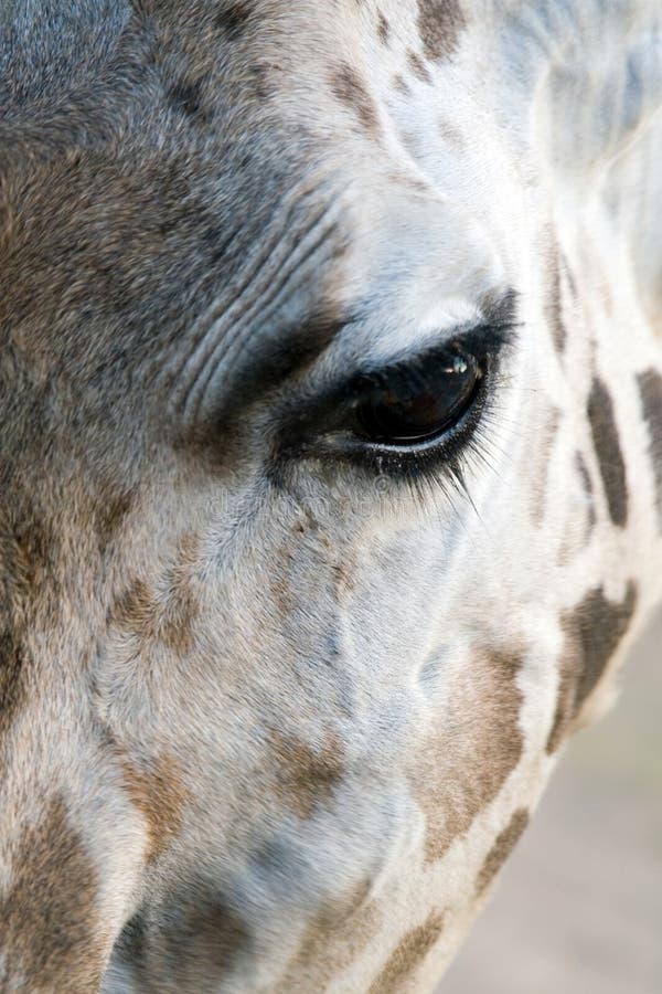 Olho da corça foto de stock. Imagem de fauna, animal - 12863518