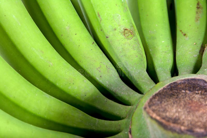 Close up do grupo natural das bananas cruas verdes isoladas no fundo branco fotografia de stock Close up do grupo natural das bananas cruas verdes isoladas no fundo branco fotografia de stock