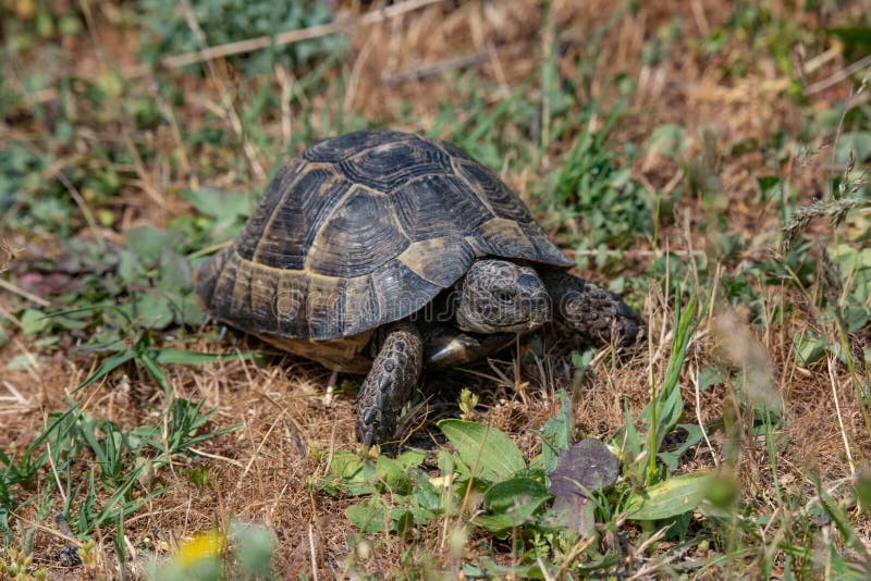 Close-up do hermanni do Testudo da tartaruga do ` s de Hermann na natureza fotografia de stock Close-up do hermanni do Testudo da tartaruga do ` s de Hermann na natureza fotografia de stock