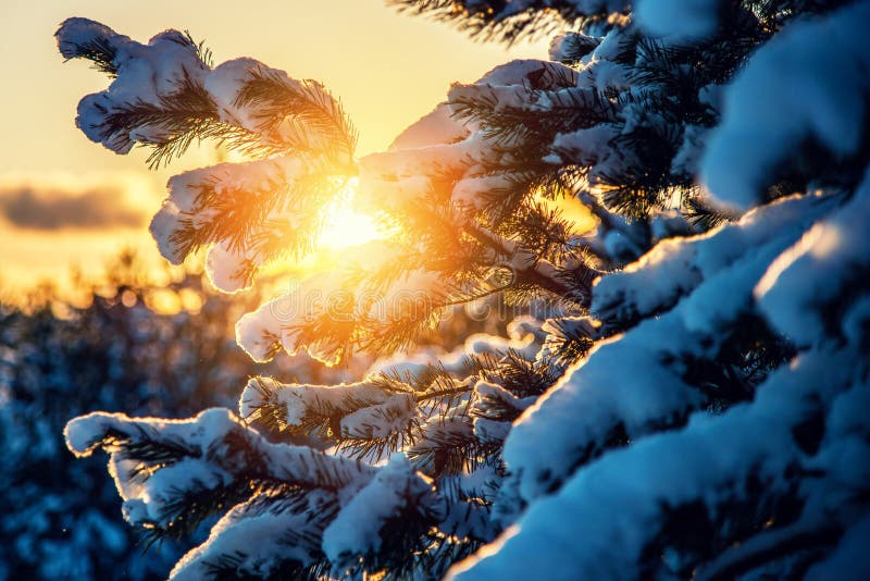 Winter closeup of sunrise orange light on pine twig. Winter closeup of sunrise orange light on pine twig