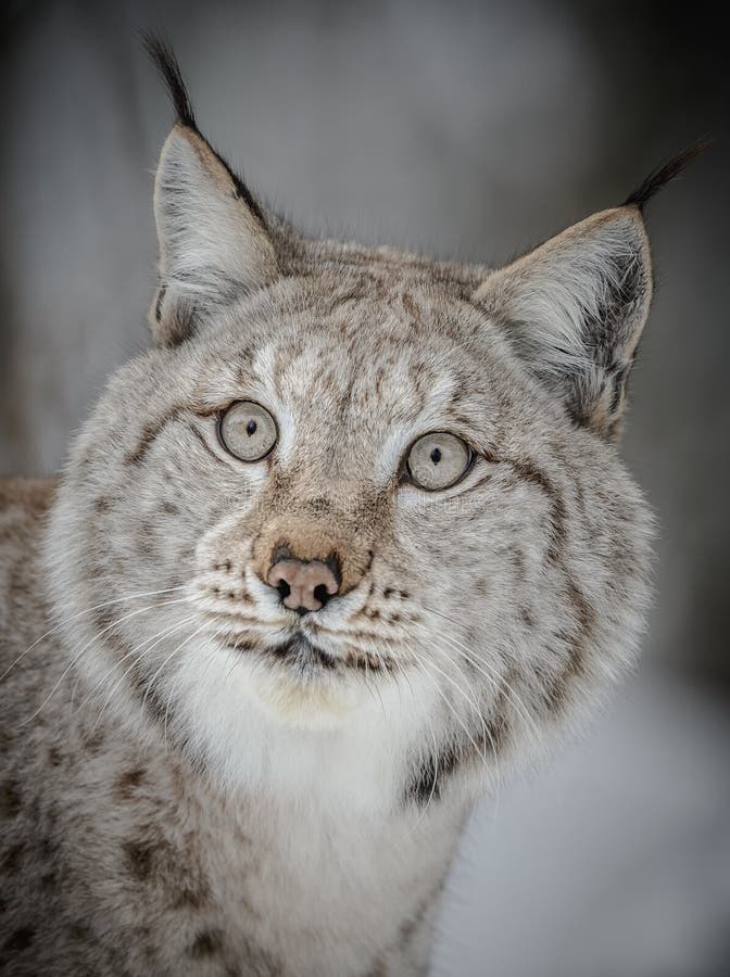 Lince em close-up fotografia de stock royalty free