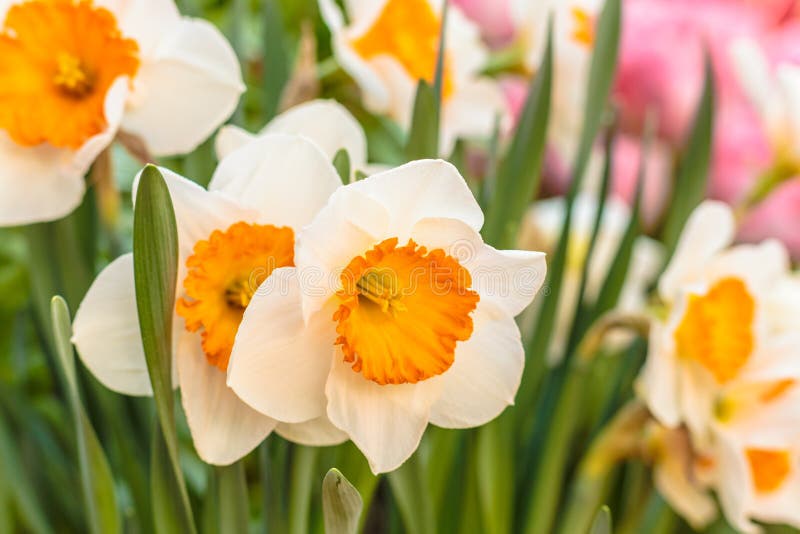 Closeup of beautiful narcissus. Spring flower background. Green blossom flora plant daffodil. Closeup of beautiful narcissus. Spring flower background. Green blossom flora plant daffodil.