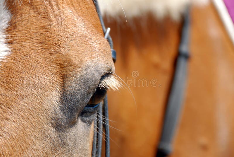 Cavalo no freio sorrindo closeup