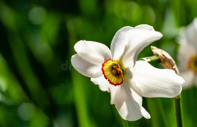 Close-up of beautiful white Poets Narcissus flower Narcissus poeticus, poets daffodil, pheasant`s eye, findern flower against the blurred green background. Picture from live spring nature. Close-up of beautiful white Poets Narcissus flower Narcissus poeticus, poets daffodil, pheasant`s eye, findern flower against the blurred green background. Picture from live spring nature