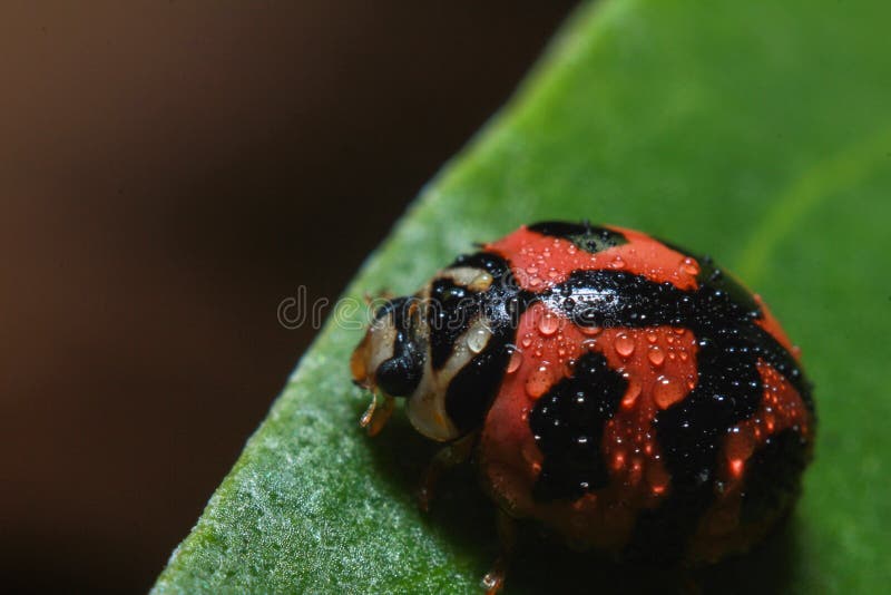 Close up do rastejamento e do resto bonitos de um erro do besouro de senhora em uma folha verde molhada completamente do orvalho foto de stock Close up do rastejamento e do resto bonitos de um erro do besouro de senhora em uma folha verde molhada completamente do orvalho foto de stock