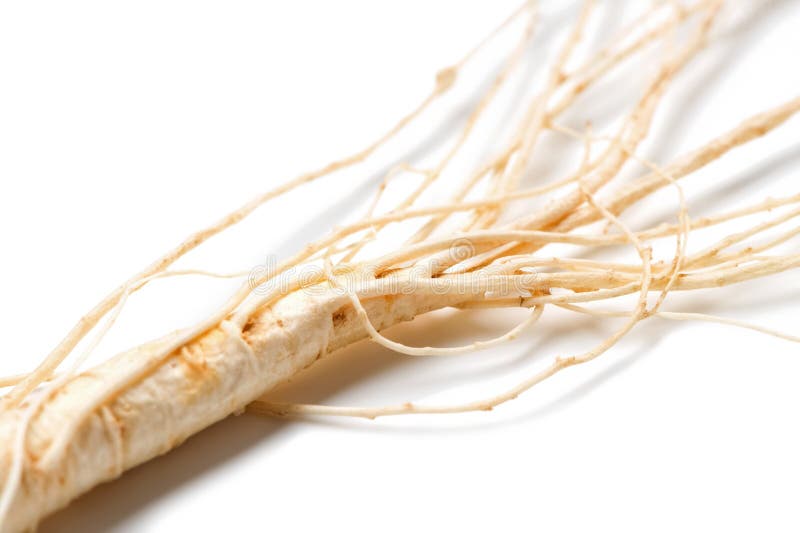 Close-up do rizoma do ginsém no fundo branco fotos de stock royalty free