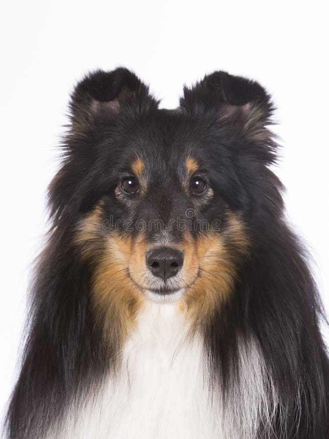 Close up 2 do Sheepdog de Shetland imagens de stock royalty free Close up 2 do Sheepdog de Shetland imagens de stock royalty free